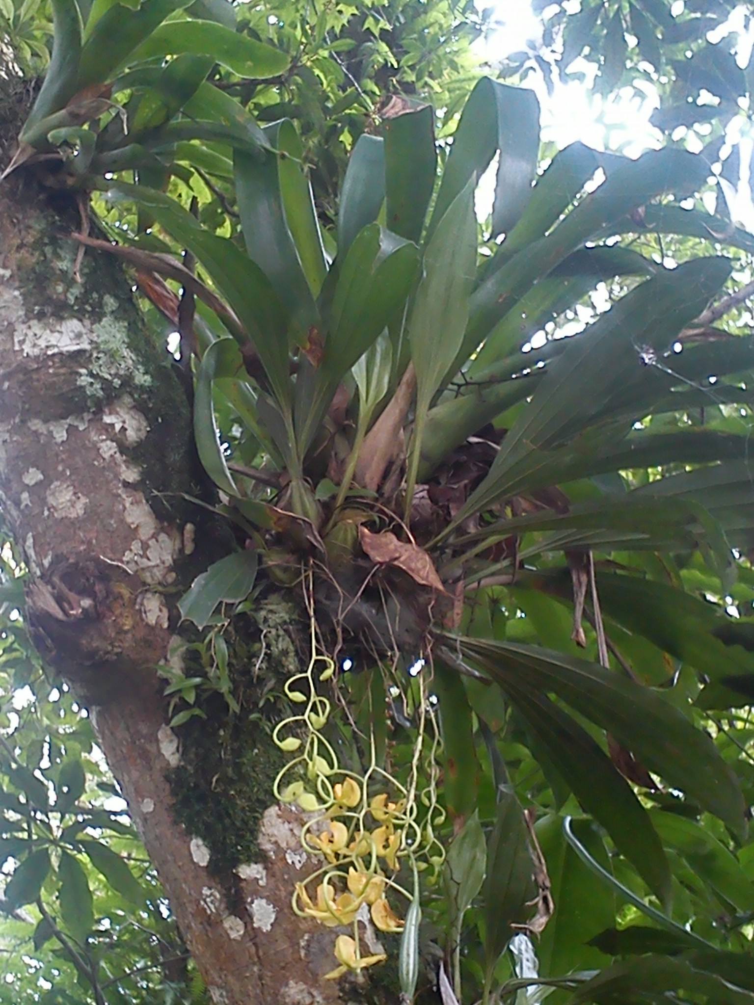 Gongora galeata